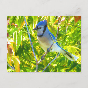 Prachtige Blauwe Gaai in Maple Quebec Canada Briefkaart