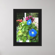 Prachtige Blauwe Morgenwinde