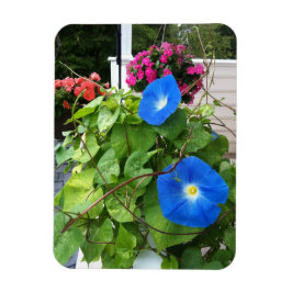 Prachtige Blauwe Morgenwinde Magneet