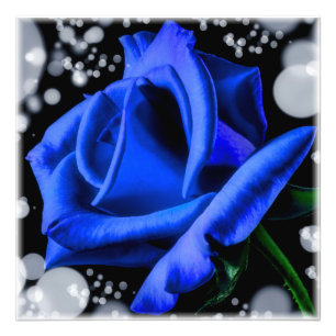 Prachtige blauwe roos foto afdruk