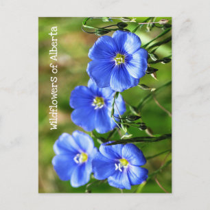 Prachtige blauwe wilde Pop tegen groene gras Briefkaart
