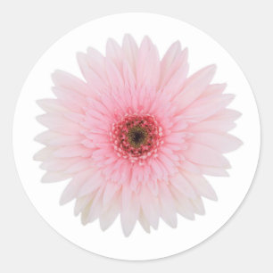 Prachtige Bleke roze Gerbera Daisy Flower Ronde Sticker