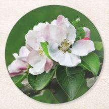 Prachtige bloeiende appelboomlente Onderzetters