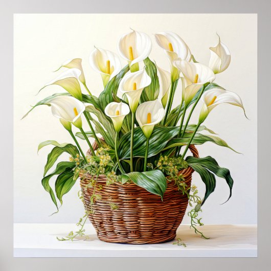 Prachtige bloeiende Calla Lily bloemen Poster (Voorkant)