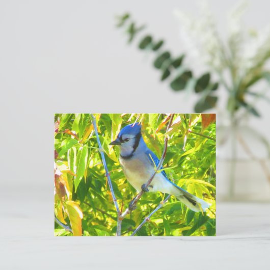 Prachtige Blue Jay in Maple Quebec Canada Briefkaart (Staand voorkant)