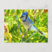 Prachtige Blue Jay in Maple Quebec Canada Briefkaart (Voorkant)
