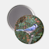 Prachtige Blue Jay Magneet (Voorkant / Achterkant)