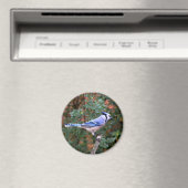 Prachtige Blue Jay Magneet (Insitu (Vaatwasser))