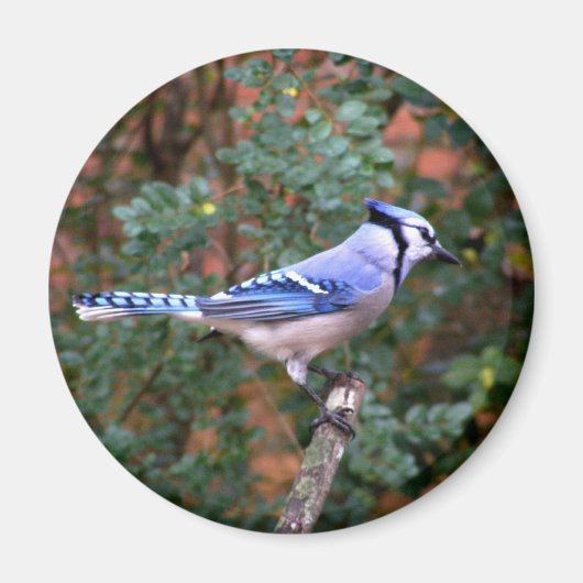 Prachtige Blue Jay Magneet (Voorkant)