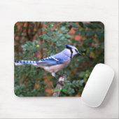 Prachtige Blue Jay Muismat (Met muis)