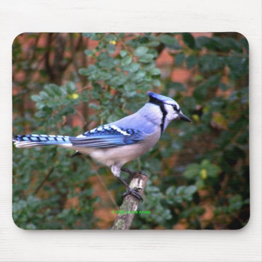 Prachtige Blue Jay Muismat (Voorkant)