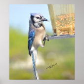 Prachtige Blue Jay Poster of Print (Voorkant)