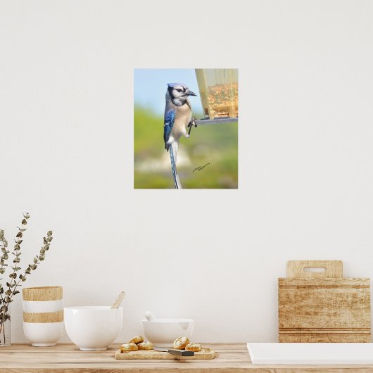 Prachtige Blue Jay Poster of Print (Keuken)