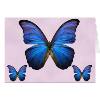 Prachtige Blue Morpho Butterfly