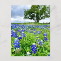Prachtige Bluebonnets Texas Fotografie