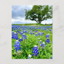 Prachtige Bluebonnets Texas Fotografie Briefkaart