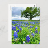 Prachtige Bluebonnets Texas Fotografie Briefkaart (Voorkant / Achterkant)