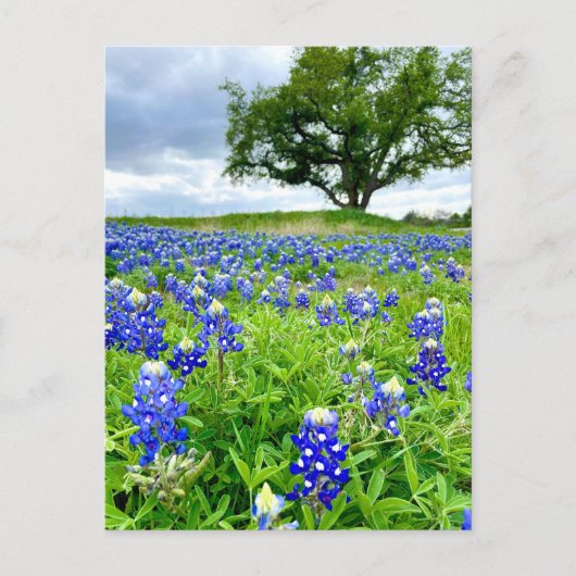 Prachtige Bluebonnets Texas Fotografie Briefkaart (Voorkant)
