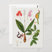 Prachtige Botanische illustratie Briefkaart (Voorkant / Achterkant)