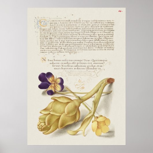 Prachtige Botanische illustratie Poster (Voorkant)