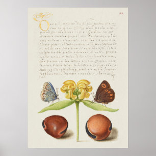 Prachtige  Botanische illustratie Poster