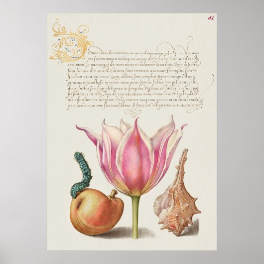 Prachtige  Botanische illustratie Poster (Voorkant)