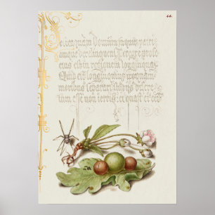 Prachtige  Botanische illustratie Poster