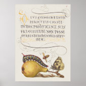 Prachtige  Botanische illustratie Poster (Voorkant)