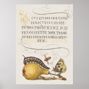 Prachtige  Botanische illustratie Poster