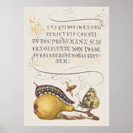 Prachtige  Botanische illustratie Poster (Voorkant)