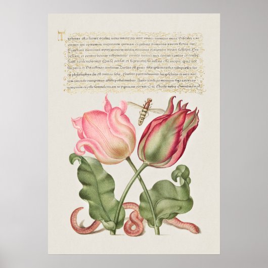 Prachtige Botanische illustratie Poster (Voorkant)