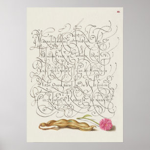 Prachtige  Botanische illustratie Poster