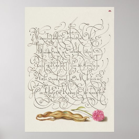 Prachtige  Botanische illustratie Poster (Voorkant)