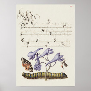 Prachtige  Botanische illustratie Poster