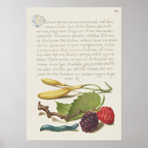 Prachtige  Botanische illustratie Poster