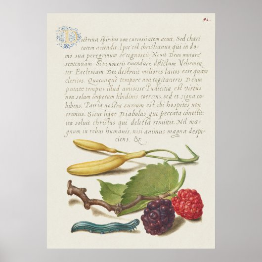 Prachtige  Botanische illustratie Poster (Voorkant)