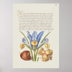 Prachtige  Botanische illustratie Poster
