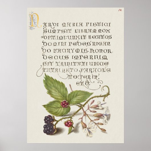 Prachtige Botanische illustratie Poster (Voorkant)