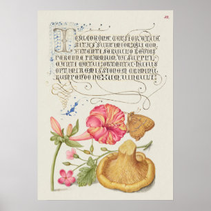 Prachtige  Botanische illustratie Poster