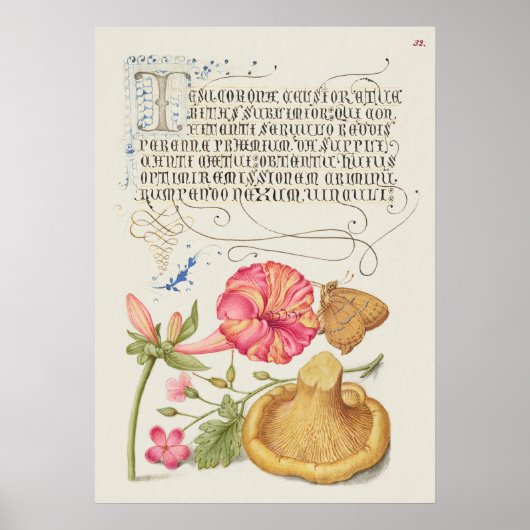 Prachtige  Botanische illustratie Poster (Voorkant)
