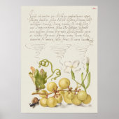 Prachtige  Botanische illustratie Poster (Voorkant)
