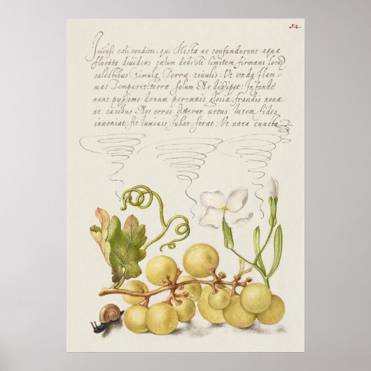 Prachtige  Botanische illustratie Poster (Voorkant)