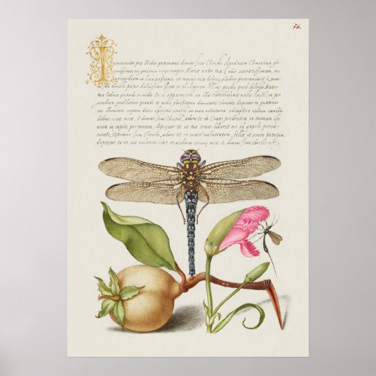 Prachtige Botanische illustratie Poster (Voorkant)