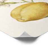 Prachtige  Botanische illustratie Poster (Hoek)