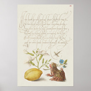 Prachtige  Botanische illustratie Poster