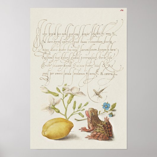 Prachtige  Botanische illustratie Poster (Voorkant)