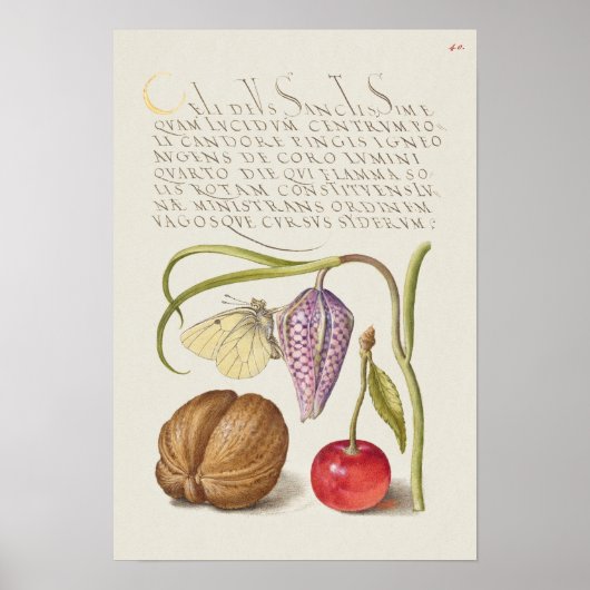 Prachtige  Botanische illustratie Poster (Voorkant)