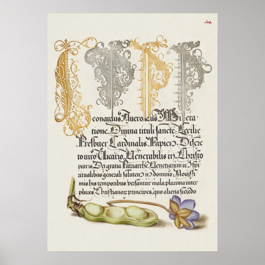 Prachtige Botanische illustratie Poster (Voorkant)