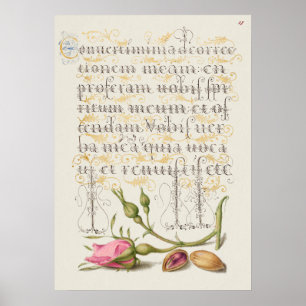 Prachtige  Botanische illustratie Poster