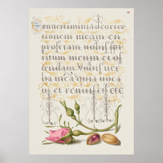 Prachtige Botanische illustratie Poster (Voorkant)